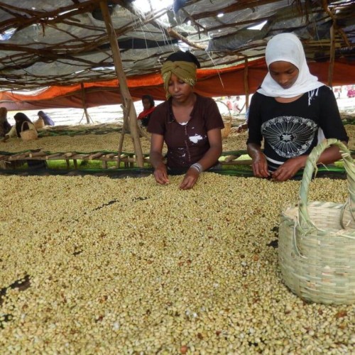 Five Elephant House Blend espresso 1 kg | CoffeeLove