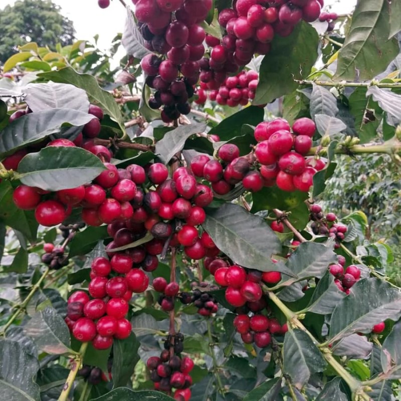 Gardelli Uganda Mzungu Project omniroast 250g  | CoffeeLove