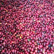 A.M.O.C. Coffee Kolumbia Rosado filtr 100 g | CoffeeLove