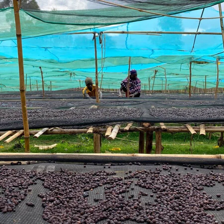 Coffee Collective Etiopia Bekele Anaerobic Natural filtr 200 g | CoffeeLove