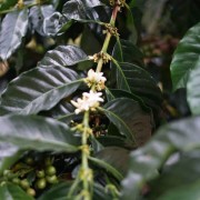 A.M.O.C. Coffee Indonezja Laurina filtr 100 g | CoffeeLove