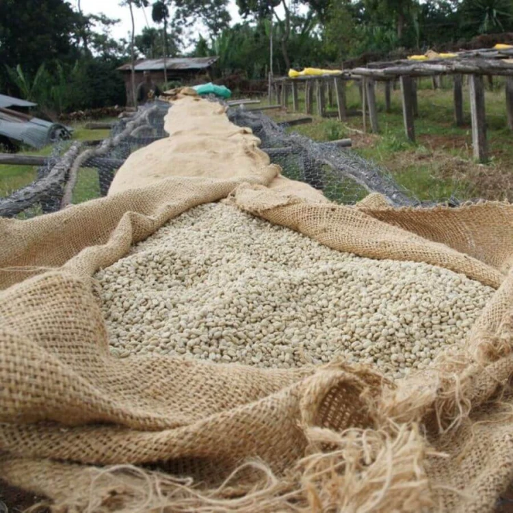 Five Elephant House Blend espresso 250g | CoffeeLove