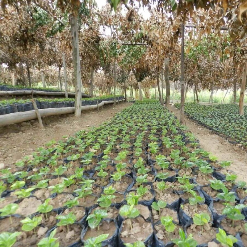 Nomad Coffee Burundi Gahahe filtr 250 g | CoffeeLove