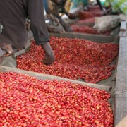 Nomad Coffee Burundi Gahahe filtr 250 g | CoffeeLove
