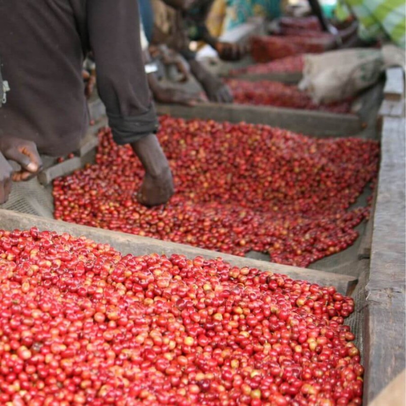 Nomad Coffee Burundi Gahahe filtr 250 g | CoffeeLove