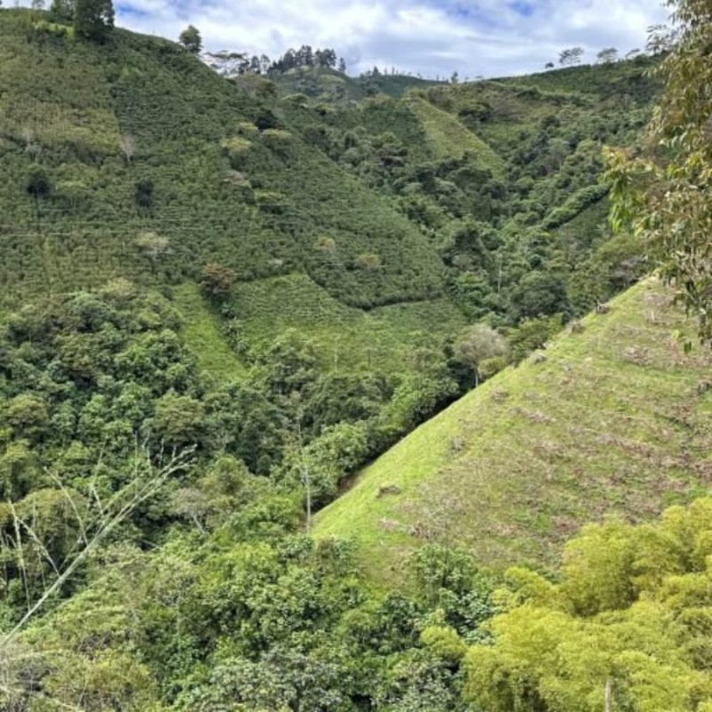 Kolumbia Typica Los Nogales Coffee 100 g | CoffeeLove