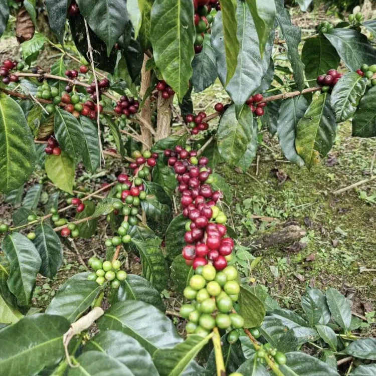 Father's Coffee Peru Jaén filtr 300 g | CoffeeLove