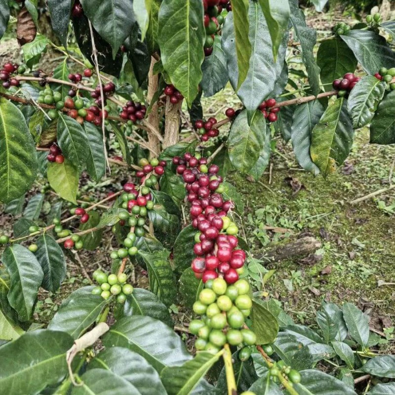 Father's Coffee Peru Jaén filtr 300 g | CoffeeLove