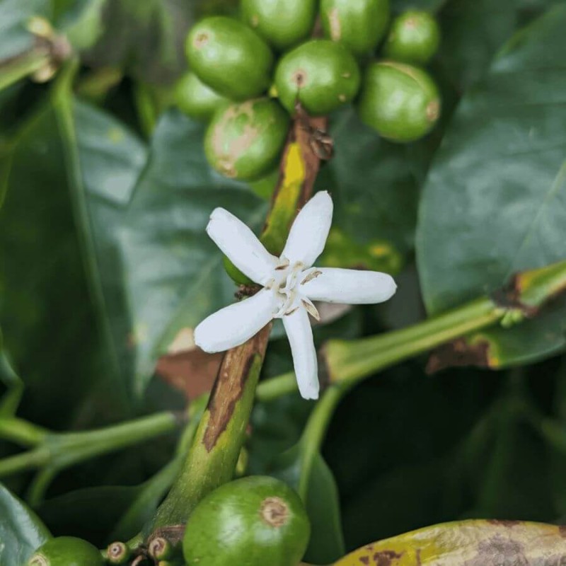 A.M.O.C. Coffee Kolumbia /004³ El Girasol 240 g | CoffeeLove