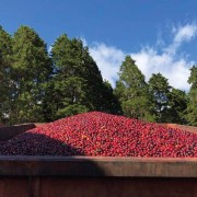 The Barn Costa Rica Volcan Azul 250 g | CoffeeLove
