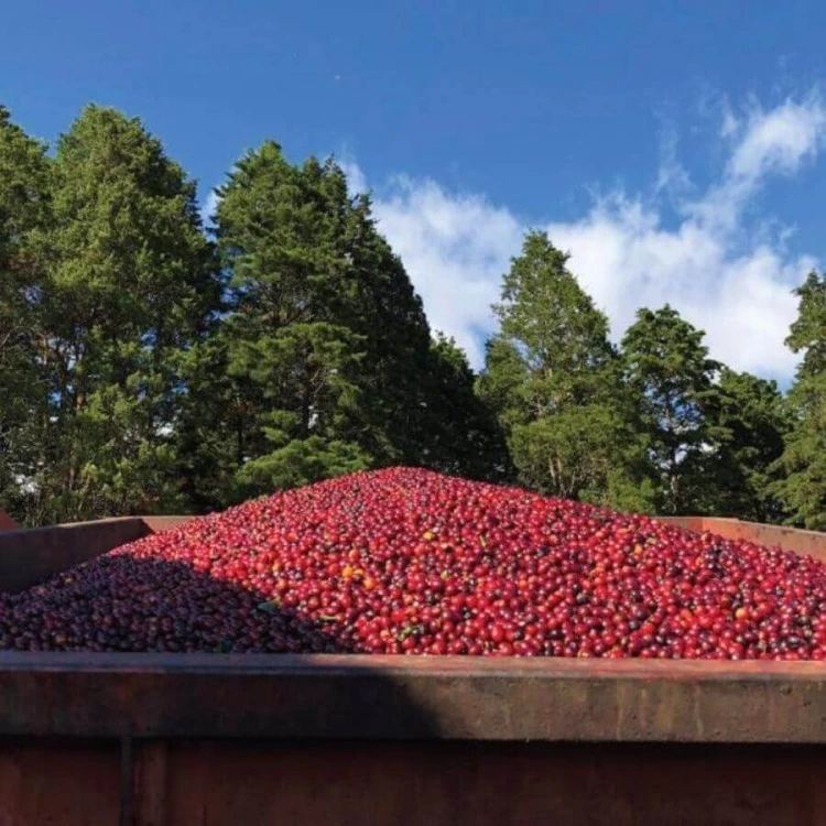 The Barn Costa Rica Volcan Azul 250 g | CoffeeLove