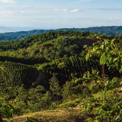 The Barn Kolumbia El Vergel Guava Banana filtr 250 g | CoffeeLove