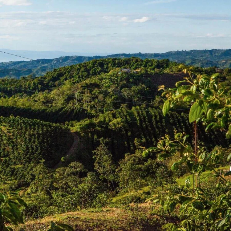 The Barn Kolumbia El Vergel Guava Banana filtr 250 g | CoffeeLove