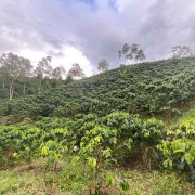 The Barn Kolumbia El Vergel Guava Banana filtr 250 g | CoffeeLove