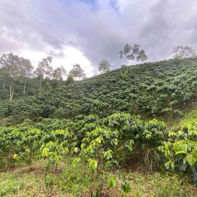 The Barn Kolumbia El Vergel Guava Banana filtr 250 g | CoffeeLove