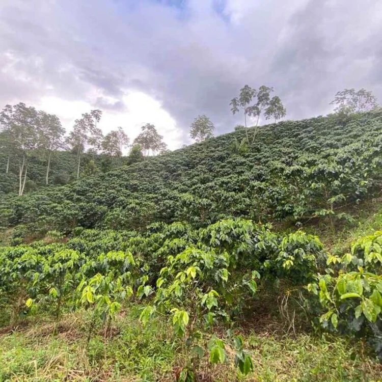 The Barn Kolumbia El Vergel Guava Banana filtr 250 g | CoffeeLove