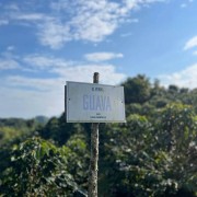 The Barn Kolumbia El Vergel Guava Banana filtr 250 g | CoffeeLove