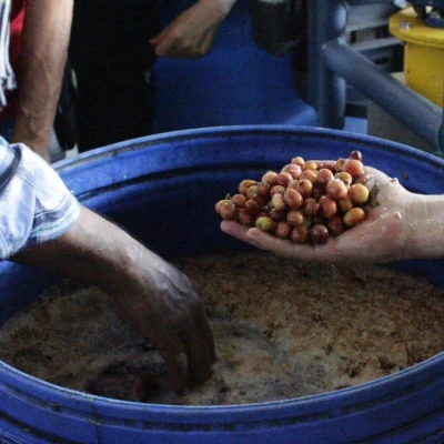 The Barn Kolumbia El Vergel Guava Banana filtr 250 g | CoffeeLove