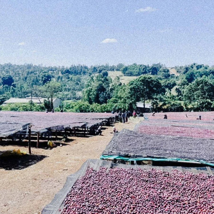 Father's Coffee Mother-Ship blend 1 kg | CoffeeLove