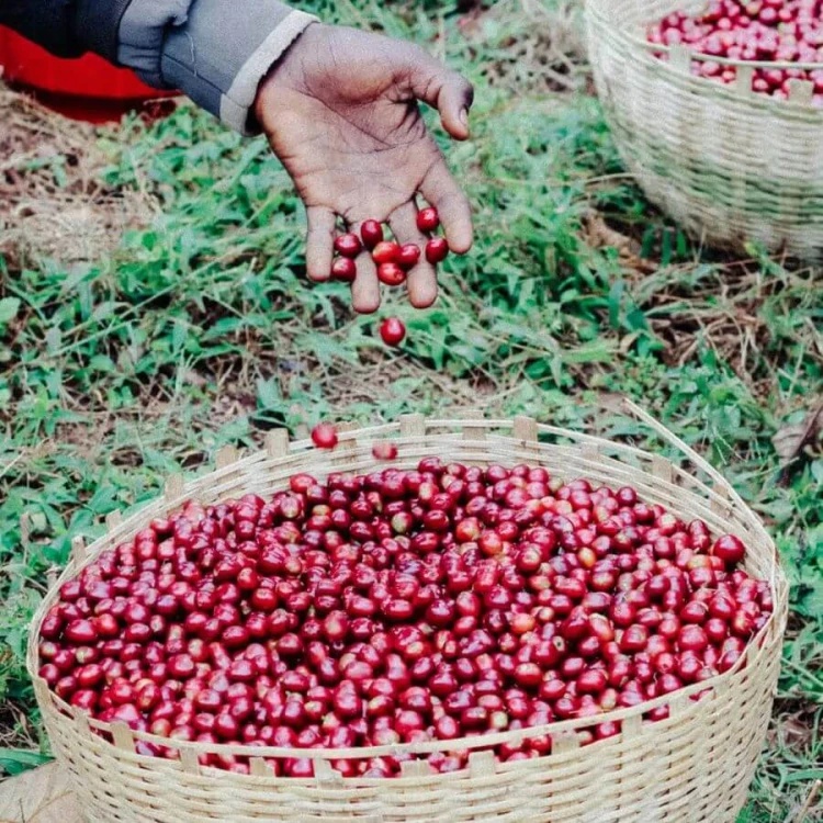 Father's Coffee Mother-Ship blend 1 kg | CoffeeLove