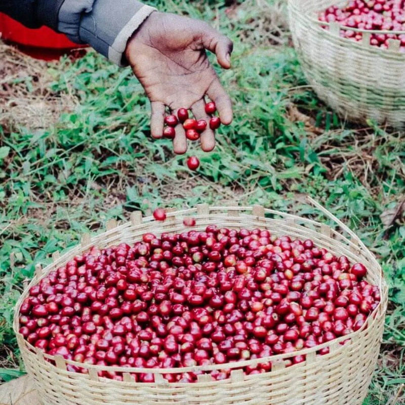 Father's Coffee Mother-Ship blend 1 kg | CoffeeLove