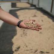 Father's Coffee Kolumbia Alex Rayo filtr 200 g | CoffeeLove