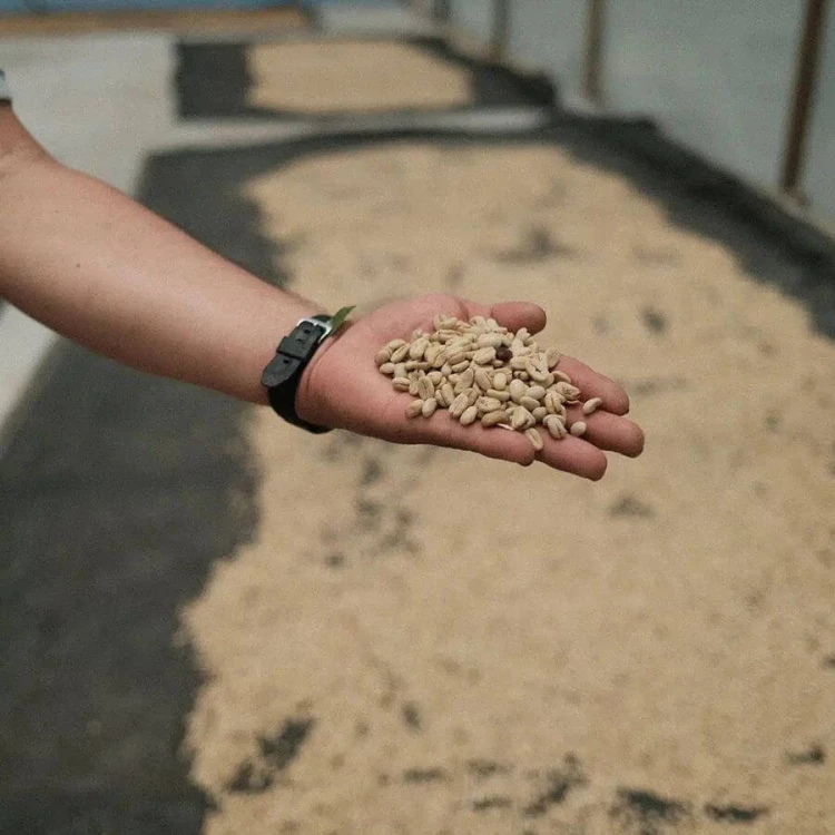Father's Coffee Kolumbia Alex Rayo filtr 200 g | CoffeeLove