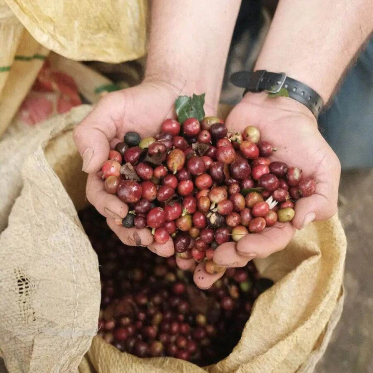 Father's Coffee Kolumbia Alex Rayo filtr 200 g | CoffeeLove