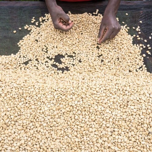 Nomad Coffee Kenia Mathare-ini filtr 250 g | CoffeeLove