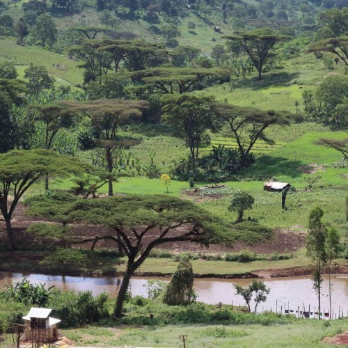 Nomad Coffee Etiopia Hambela filtr 250 g | CoffeeLove