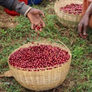 Nomad Coffee Etiopia Hambela filtr 250 g | CoffeeLove