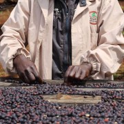 Nomad Coffee Etiopia Hambela filtr 250 g | CoffeeLove