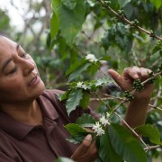 Roastains Honduras Hazel Strike 1 kg | CoffeeLove