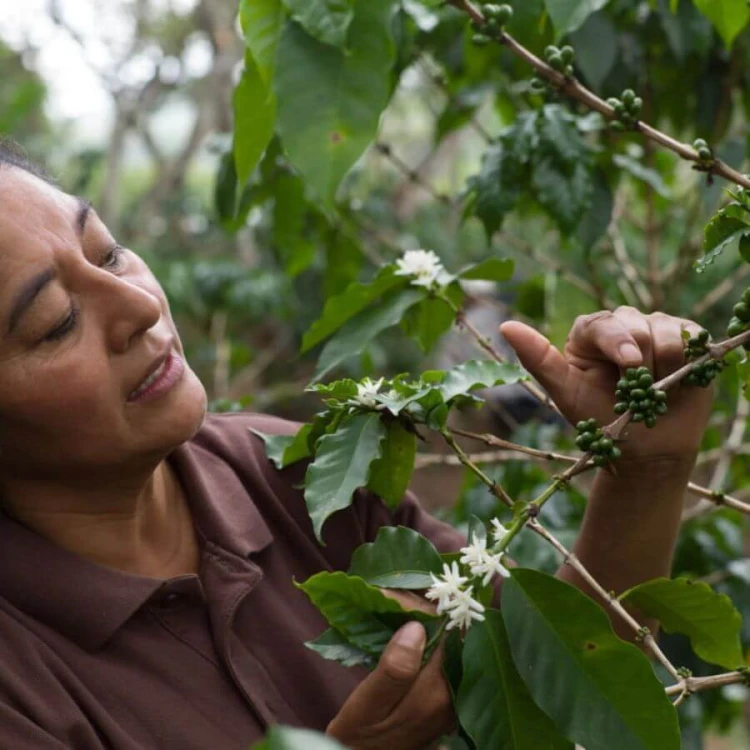 Roastains Honduras Hazel Strike 1 kg | CoffeeLove