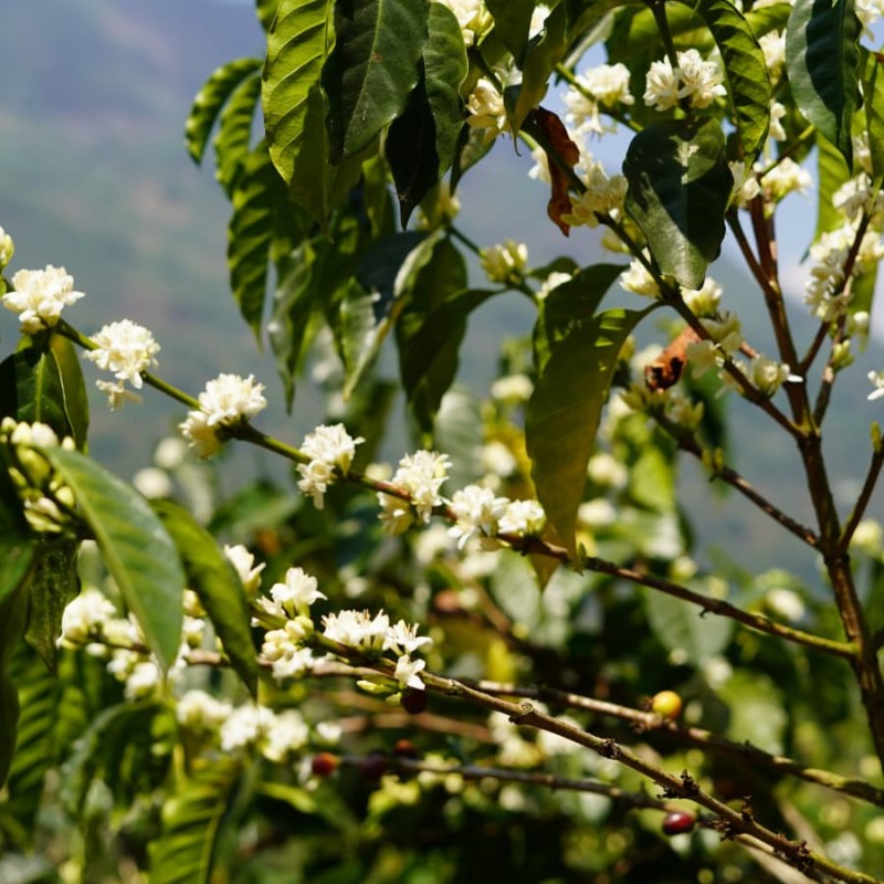 Coffee Collective Gwatemala Vista Hermosa filtr 250 g | CoffeeLove