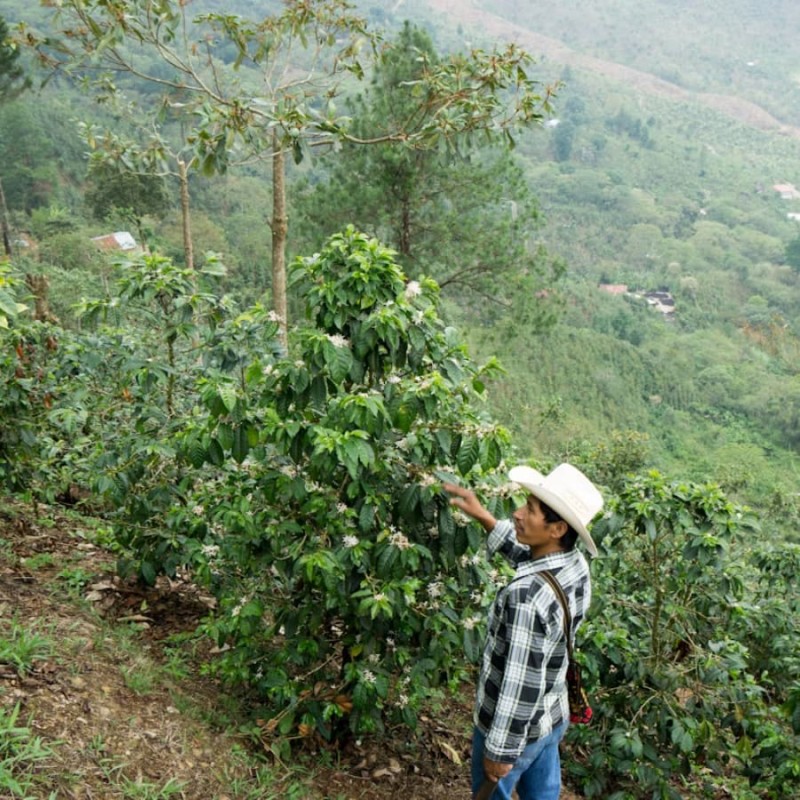 Coffee Collective Gwatemala Vista Hermosa filtr 250 g | CoffeeLove