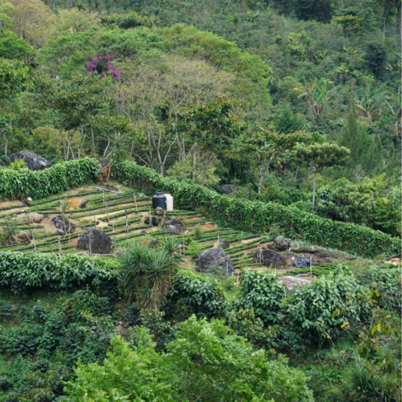 Coffee Collective Gwatemala Vista Hermosa filtr 250 g | CoffeeLove