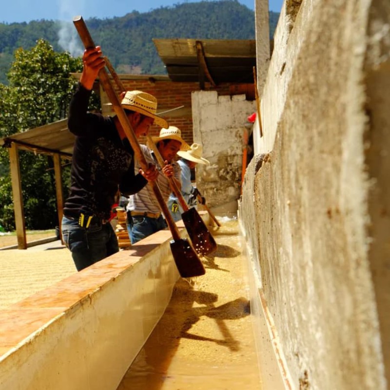 Coffee Collective Gwatemala Vista Hermosa filtr 250 g | CoffeeLove