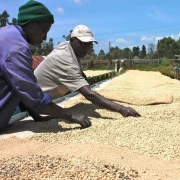Coffee Collective Kenia Gichathaini 250g | CoffeeLove