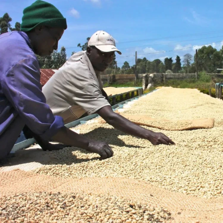 Coffee Collective Kenia Gichathaini 250g | CoffeeLove