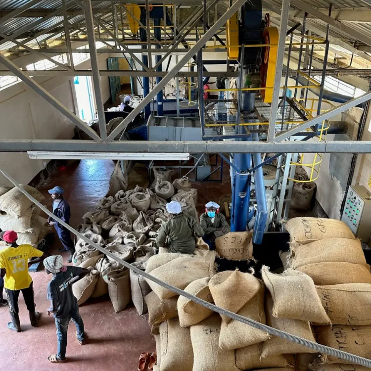 Coffee Collective Kenia Gichathaini 250g | CoffeeLove