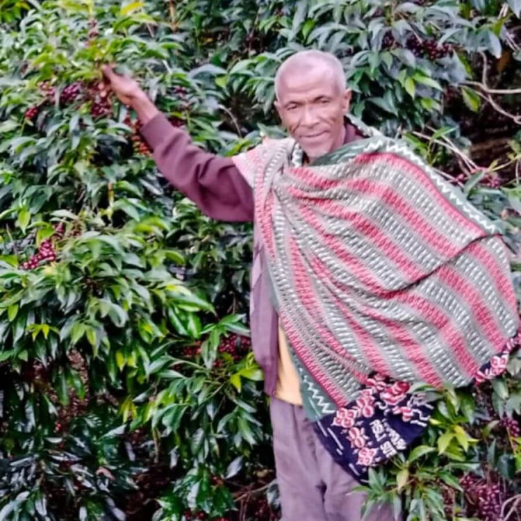 A.M.O.C. Coffee Etiopia /025 Mr. Ocholo Bedecho filtr 240 g | CoffeeLove