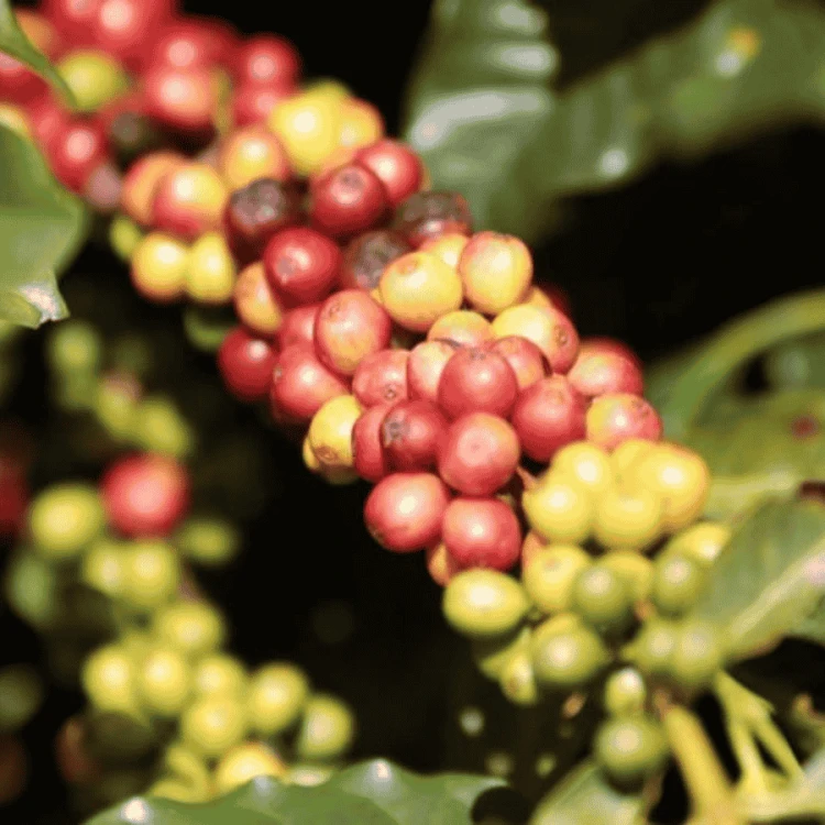 Father's Coffee Brazil Cafeina espresso 250 g | CoffeeLove