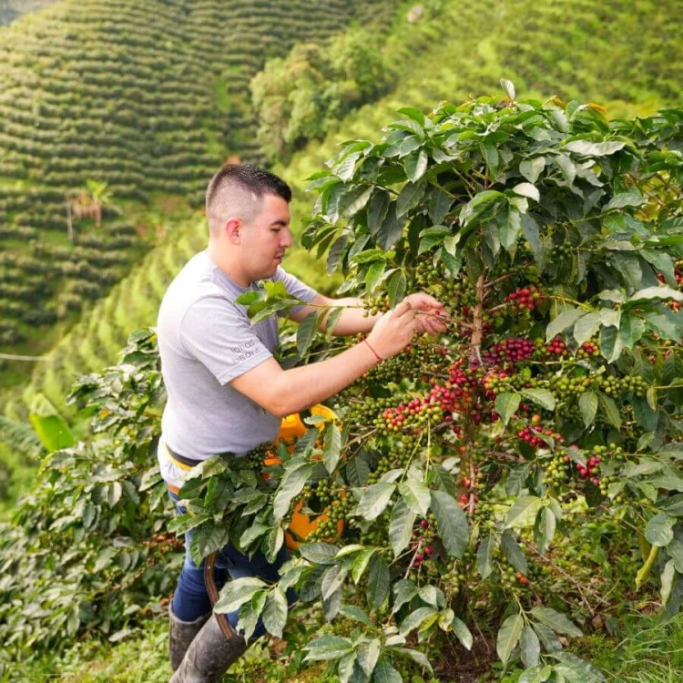 Nomad Coffee Kolumbia Sidra Las Flores filtr 250 g | CoffeeLove