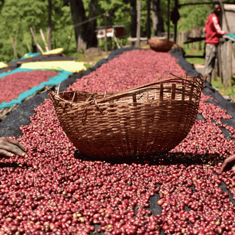 Nomad Coffee Etiopia Abebe Hewiso 250 g | CoffeeLove