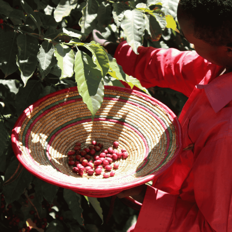 Nomad Coffee Etiopia Abebe Hewiso 250 g | CoffeeLove