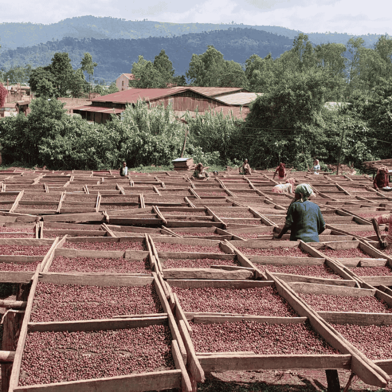 Nomad Coffee Etiopia Abebe Hewiso 250 g | CoffeeLove