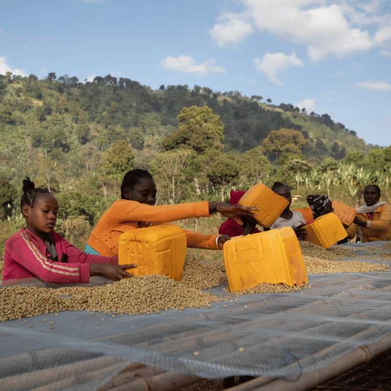 Audun Etiopia Chelbesa 250 g | CoffeeLove