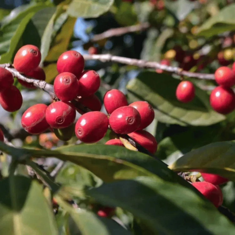 Gardelli Etiopia Negele Gorbitu omniroast 250 g | CoffeeLove