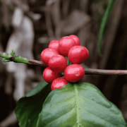 The Barn Kolumbia Finca El Faldon filter 250 g | CoffeeLove